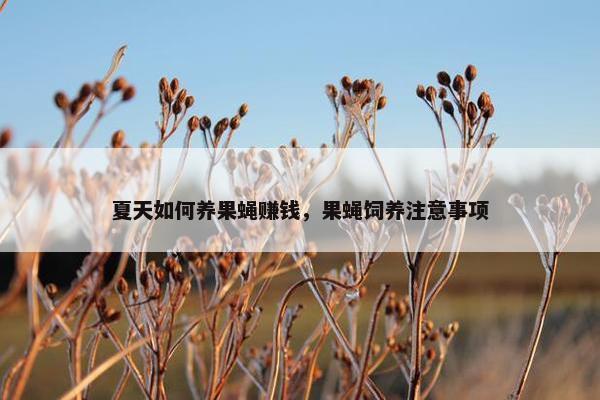 夏天如何养果蝇赚钱，果蝇饲养注意事项