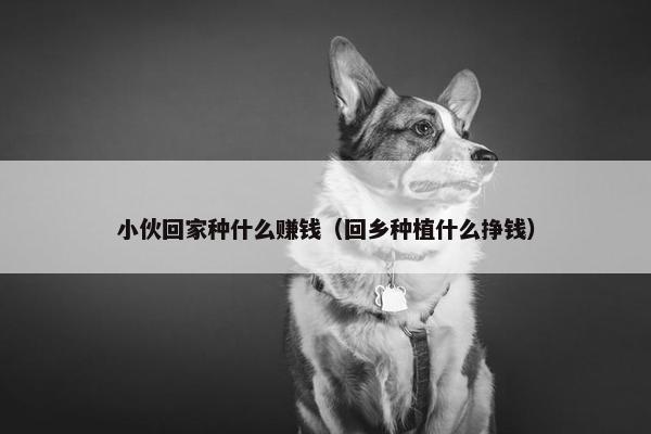 小伙回家种什么赚钱（回乡种植什么挣钱）