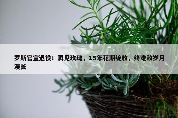 罗斯官宣退役！再见玫瑰，15年花期绽放，终难敌岁月漫长