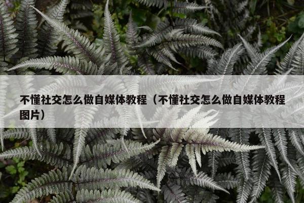 不懂社交怎么做自媒体教程（不懂社交怎么做自媒体教程图片）